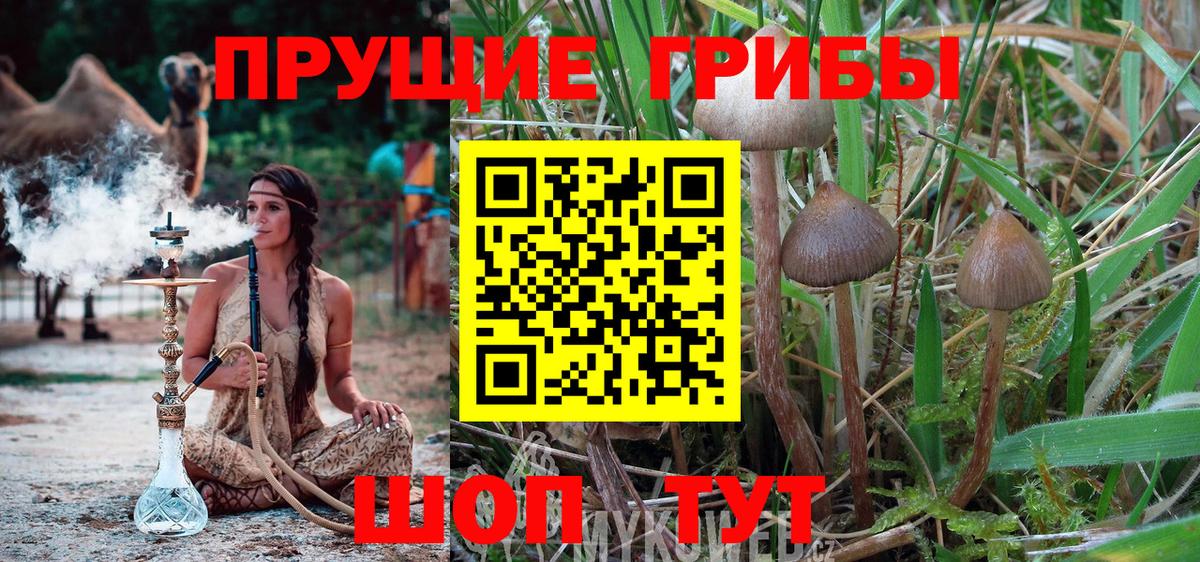 Моздок  Галлюциногенные грибы GOLDEN TEACHER  Вход с VPN 